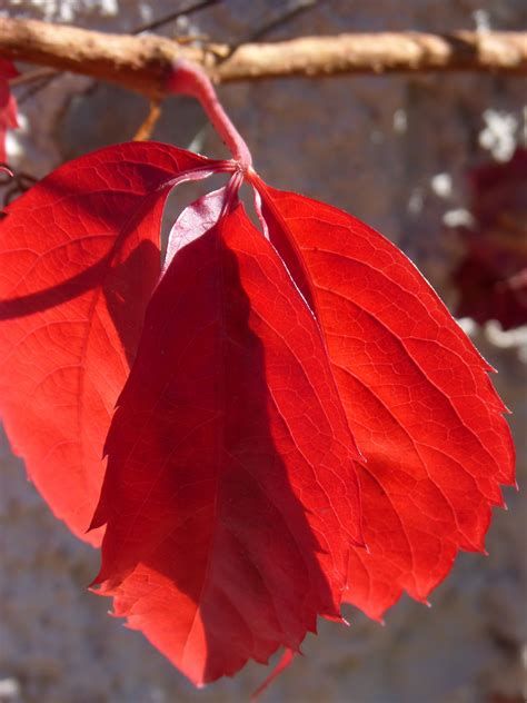 Free Images Tree Branch Flower Petal Autumn Botany Flora