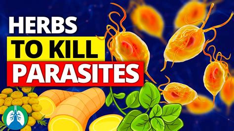 🌱top 10 Best Herbs For Parasites Natural Detox And Cleanse Youtube