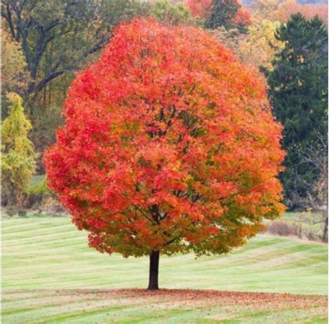 Sugar Maple Tree West Virginias State Tree Red Maple Tree Fast