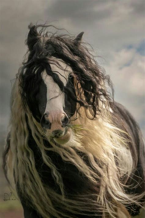 Do You Like Horses With Blue Eyes Most Beautiful Horses Beautiful