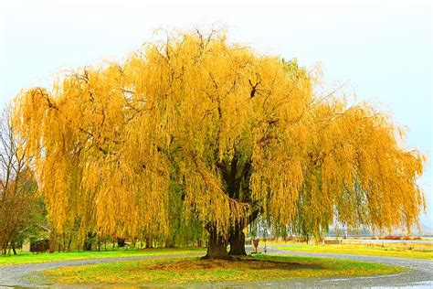 Willow Fall Golden Spreading Drooping Weeping Trunk Autumn Piqsels