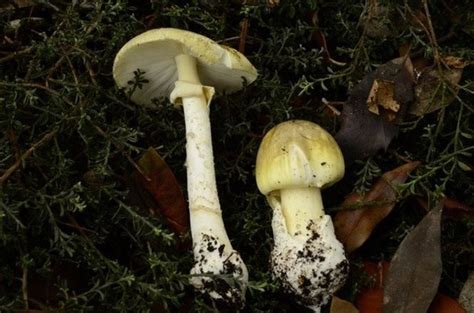 Njs Wild Mushrooms Are Poisoning People At A Staggering Rate Heres What To Avoid