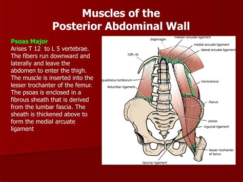 We did not find results for: PPT - Diaphragm & Posterior Abdominal Wall PowerPoint Presentation - ID:629894