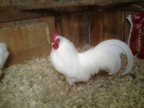 White, brown, black and buff. My sc white leghorn rooster