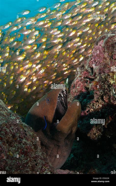 Giant Moray Hiding Between Rocks Gymnothorax Javanicus Baa Atoll