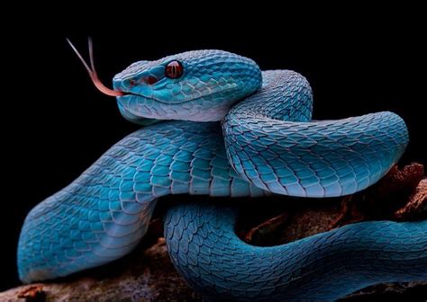 Striking Pit Viper Click Here For More Information Bitly