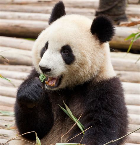 Ugly Animals Need Saving From Extinction Too Cute Giant Panda Is