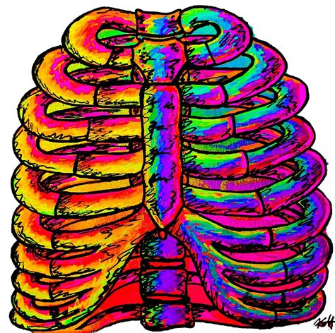 The rib cage, shaped in a mild cone shape and more flexible than most bone sets, is made up of varying elements such as the thoracic vertebra, 12 equally paired ribs, costal. "Ribbin It up - Rib Cage Anatomy" by Hanson's Anatomy ...