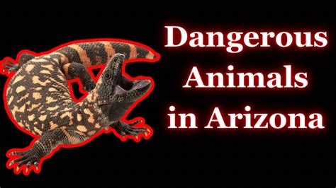 Dangerous Animals In Arizona Youtube