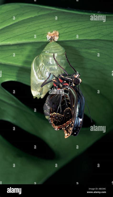Morpho Peleides Butterfly Pupae Hatching Stock Photo Alamy