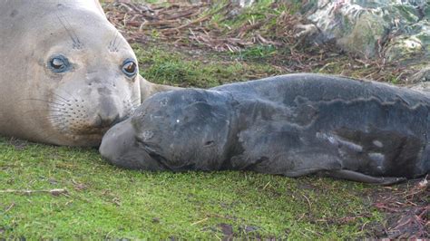 Baby Elephant Seal For The Holidays Race Rocks Ecological Reserve