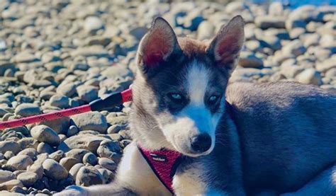 Creative ways to give your dog a unique female name. 100+ Cool Punjabi Dog Names (With Meanings) - BuzzSharer.com