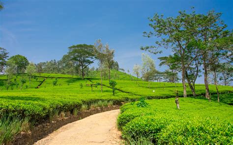 Image Sri Lanka Nuwara Eliya Nature Spring Roads Fields 3840x2400