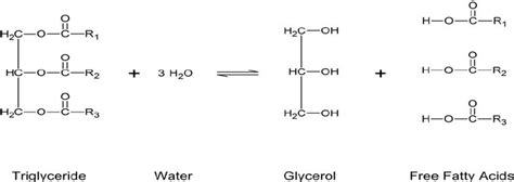 Hydrolysis Of Triglycerides Download Scientific Diagram