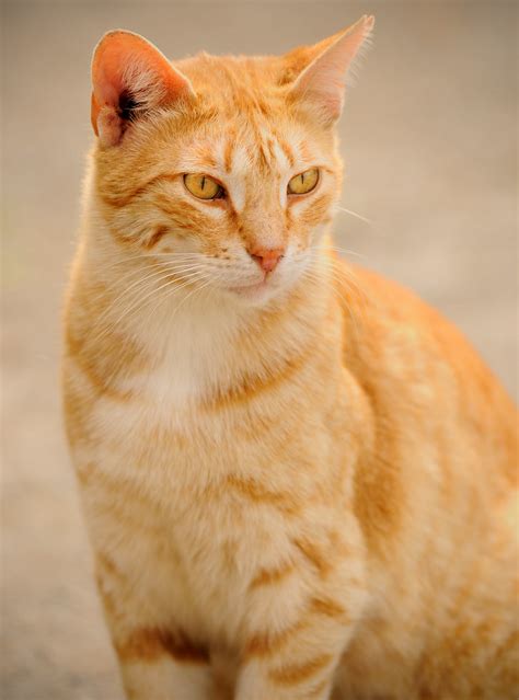 Ginger Cat Barcelona A Stray Ginger Cat These Cats Gathe Flickr