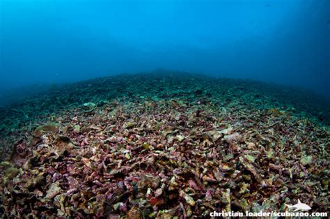Coral Reef Damage From Dynamite Fishing Sabah Malaysia Flickr
