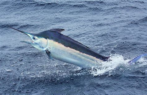 Atlantic White Marlin Information And Picture Sea Animals