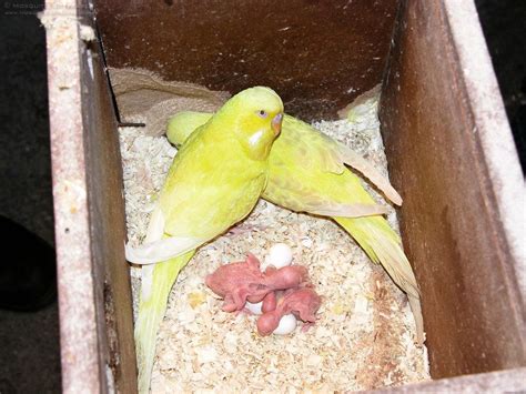 Baby Budgies In Nest Budgies Budgies Bird Parakeet