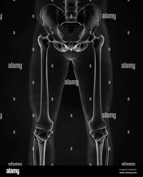 Ilium Bone Hip Bone Or Pelvis Human Anatomy Bone Skeletal Structure