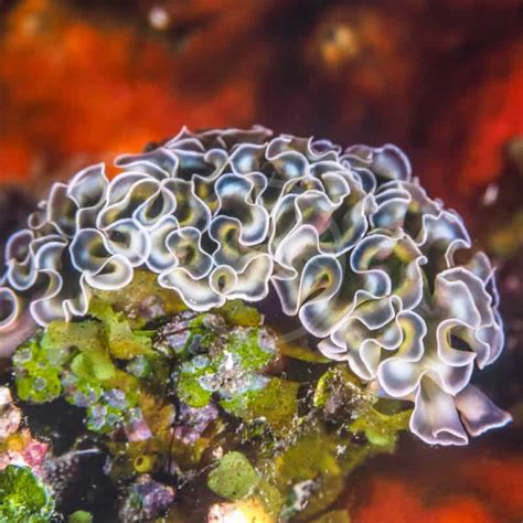 Nudibranch Lettuce Sea Slug Elysia Sp Aquatics Unlimited