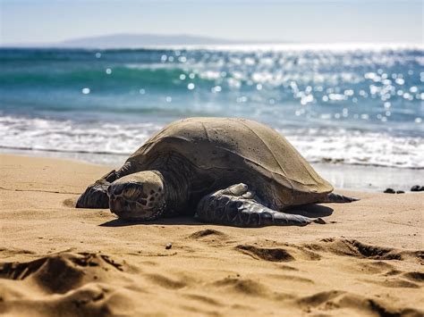 Best Turtle Spotting Beaches In Maui Joe Knows Maui