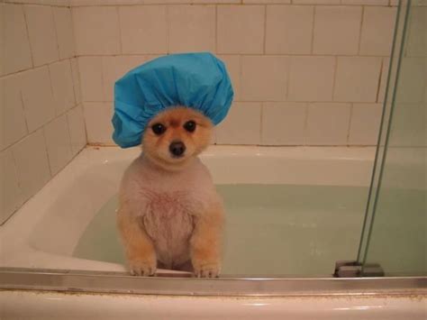 Shower Cap Bath Pom Funny Animal Pictures Cute Animals Puppy Shower