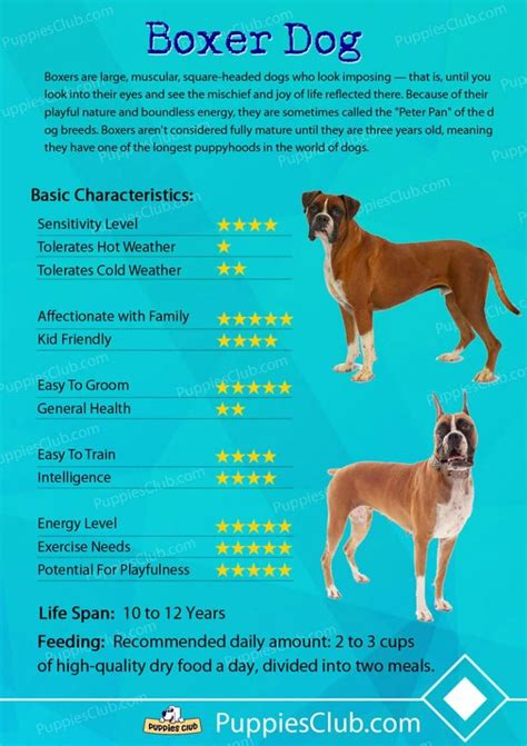 9 things you need to know about cryptocurrency. Top 10 Boxer Dog Facts - Surprizing Things You Should Know ...