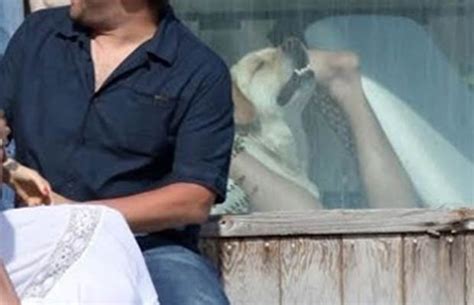 Robert Downey Jr Pic Melts Internet As Dog Appears To Have Sex With