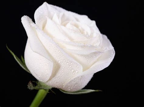 White Rose Wallpapers Top Free White Rose Backgrounds Wallpaperaccess