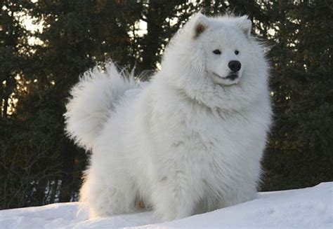 Discover funny hairy animals with fluffy hairs (Photos) - Strange Sounds