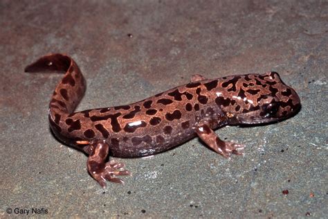 California Giant Salamander Alchetron The Free Social Encyclopedia