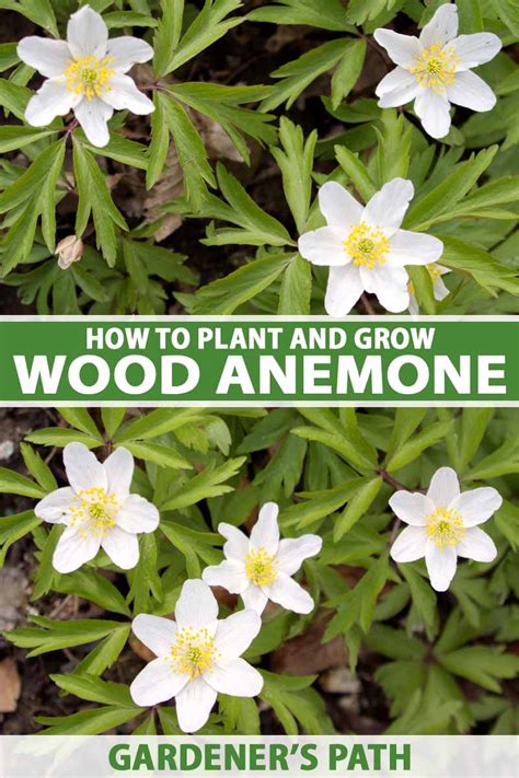 How To Grow Wood Anemone Flowers For Shady Areas