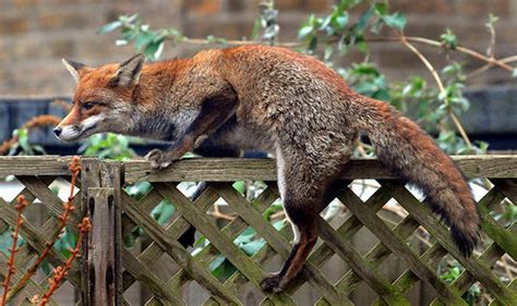 London News Savage Fox Attacks Woman While She Sleeps In Bed Uk
