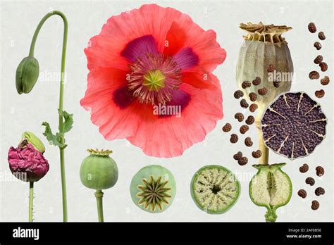 Opium Poppy Papaver Somniferum Flower Bud Poppy Seed Capsule Seed