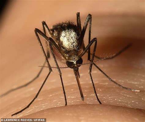 South American Species Of Mosquito Found In Florida May Spread Along