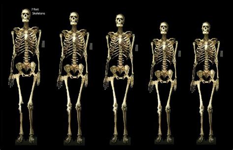 The Ancient Giants Who Ruled America The Missing Skeletons And The