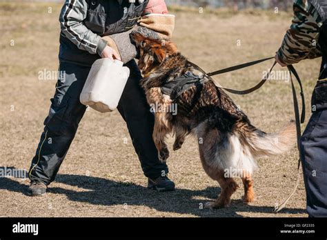 Angry German Shepherd Dog Training Biting Dog Alsatian