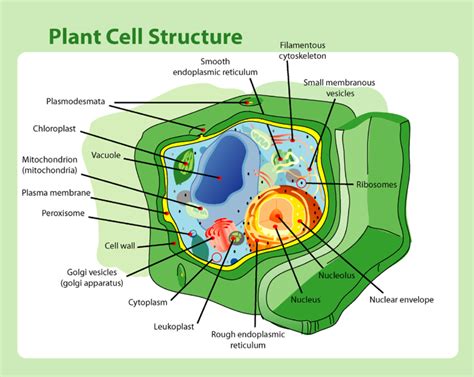 Plant Cell Its Main Parts And Their Functions Hubpages