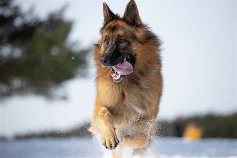 German Shepherd Dog In Snowy Landscape Photograph By Cavan Images