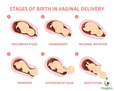 Understanding The Stages Of Labor The Pulse