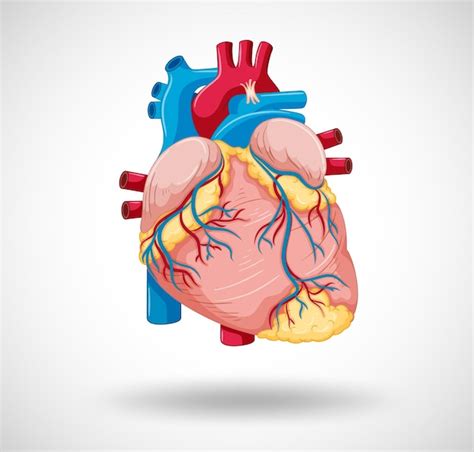 Free Vector Human Internal Organ With Heart