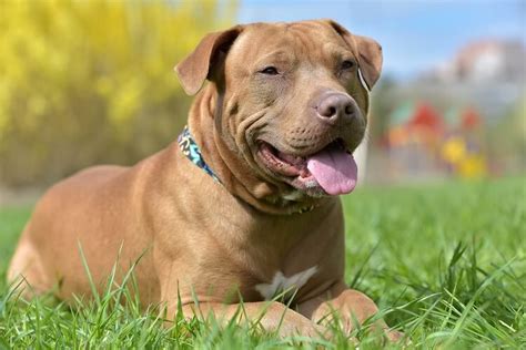 Red Nose Pitbull What To Know Before Buying All Things