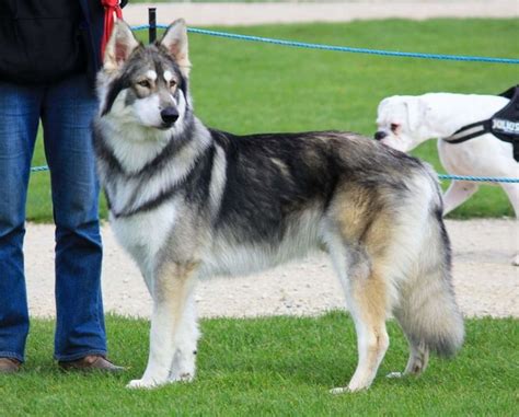 You'll be entered into a dog photo contest, but first you must increase your dog's beauty, health, and happiness. Still wondering about the above question? The answer is ...