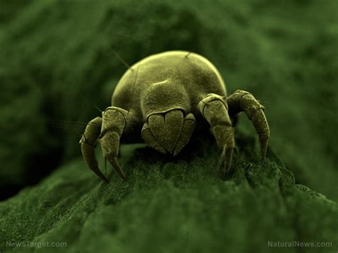 Creepy Are You Sleeping With Millions Of Dead Dust Mites