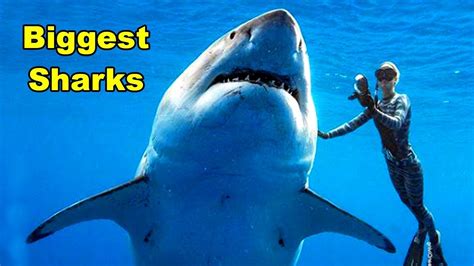 दुनिया की सबसे बड़ी 10 शार्क Top 10 Biggest Sharks In The World Youtube
