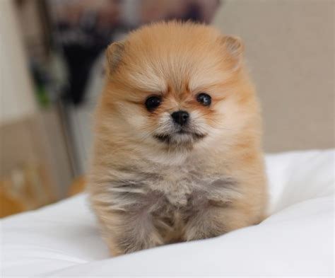 Here you'll find the cutest pictures of pomeranian dogs on the internet to brighten your day. Images | Pomeranian puppy, Pomeranian puppy teacup, Happy dogs