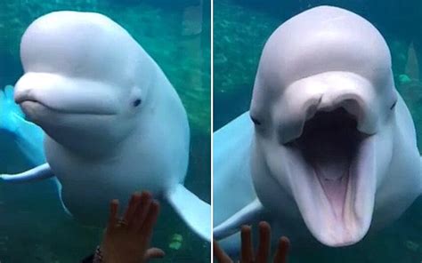 Video Friendly Beluga Whale Smiles At Visitors To Connecticut