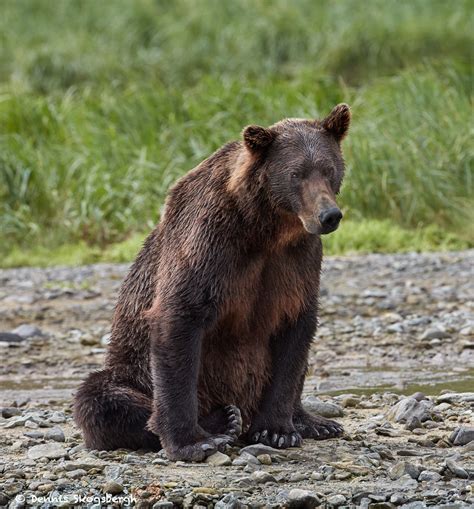 6839 Kodiak Bear Katmai National Park Alaska Dennis Skogsbergh