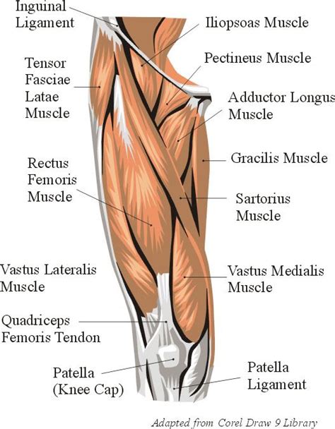 The quadriceps muscles are a group of four muscles located on the front (anterior) of the thigh. Anatomy - quad muscles | Anatomia y fisiologia humana ...