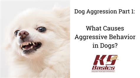 What Causes Aggressive Behavior In Dogs